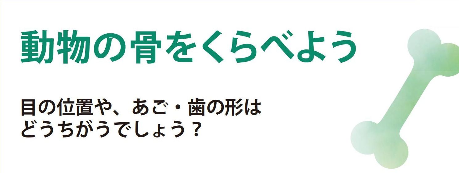 動物の骨をくらべよう