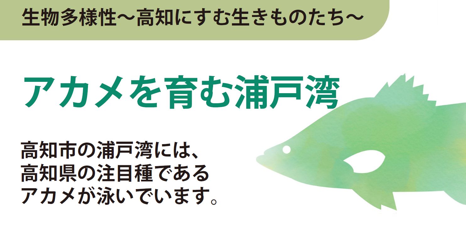 アカメを育てる浦戸湾