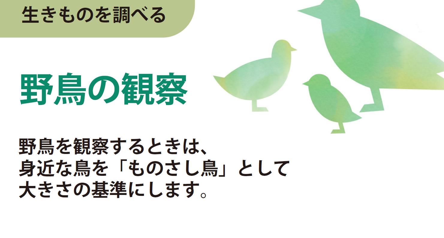 野鳥の観察