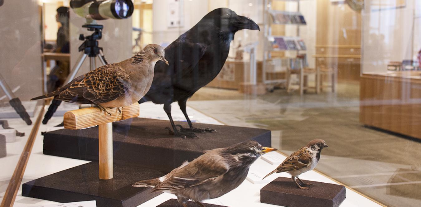 野鳥を観察するときは、身近な鳥を「ものさし鳥」として大きさの基準にします。