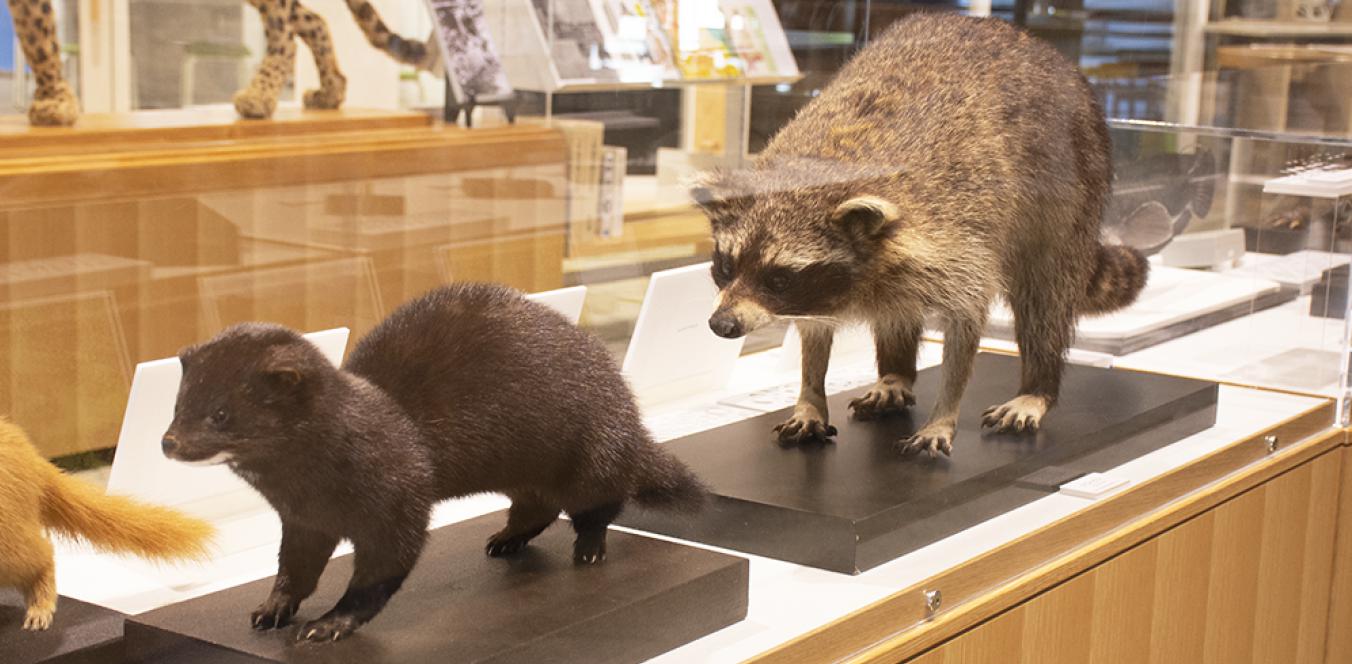 人の手により、日本や高知県に入ってきた外国の生きものたち(外来生物)を紹介します。